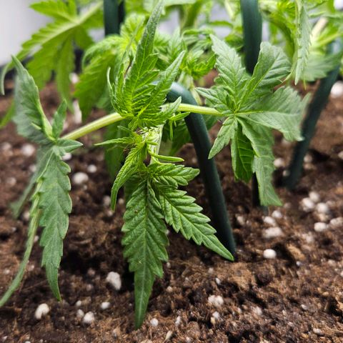 Quick One growlog timeline photo