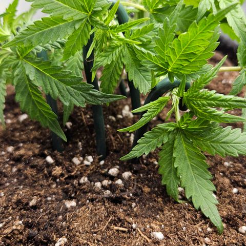 Quick One growlog timeline photo