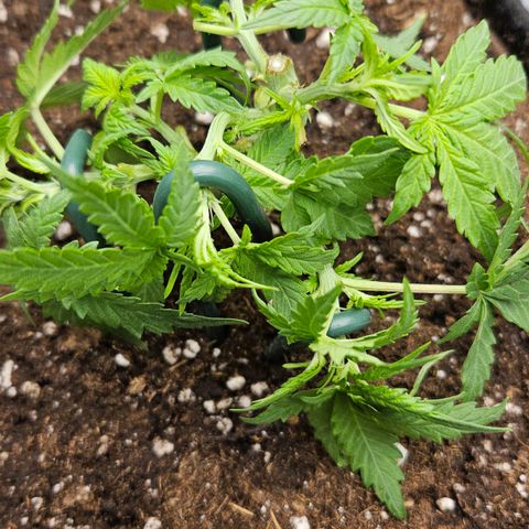 Quick One growlog timeline photo