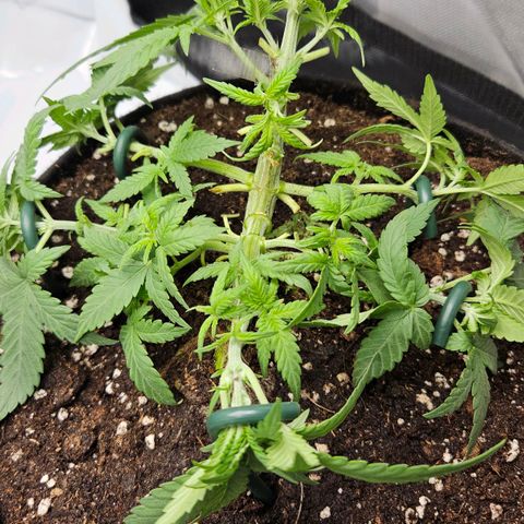 Deep Jealousy Auto growlog timeline photo