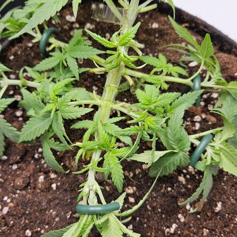 Deep Jealousy Auto growlog timeline photo