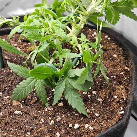 Deep Jealousy Auto growlog timeline photo