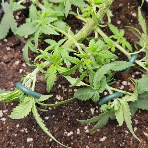 Deep Jealousy Auto growlog timeline photo