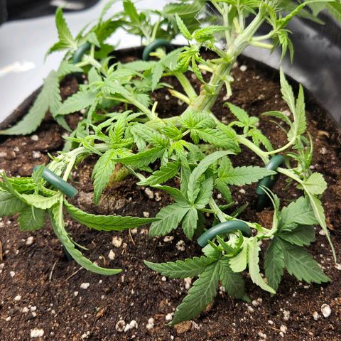 Deep Jealousy Auto growlog timeline photo
