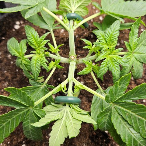 Strawberry Cola growlog timeline photo