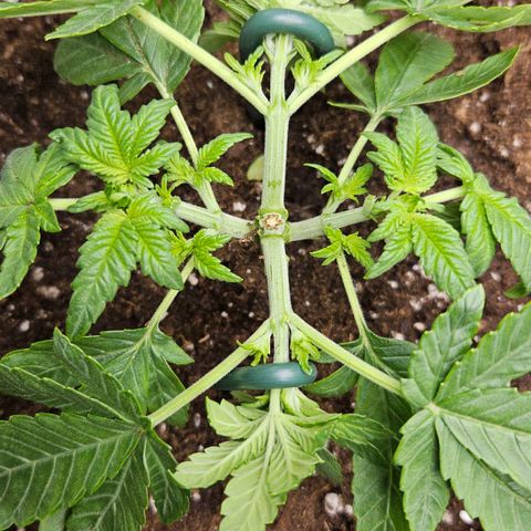 Strawberry Cola growlog timeline photo