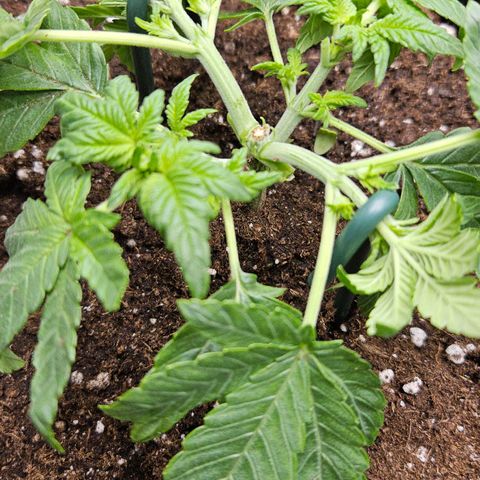 Strawberry Cola growlog timeline photo