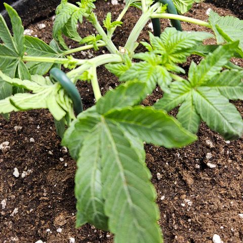 Strawberry Cola growlog timeline photo