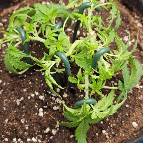 Quick One growlog timeline photo