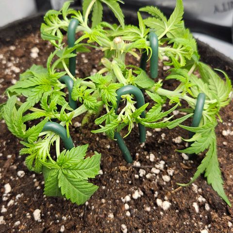 Quick One growlog timeline photo