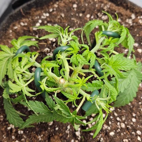 Quick One growlog timeline photo