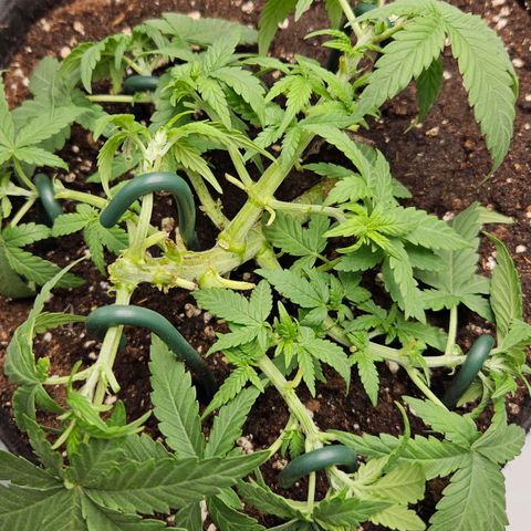 Deep Jealousy Auto growlog timeline photo