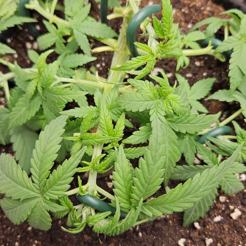 Deep Jealousy Auto growlog timeline photo