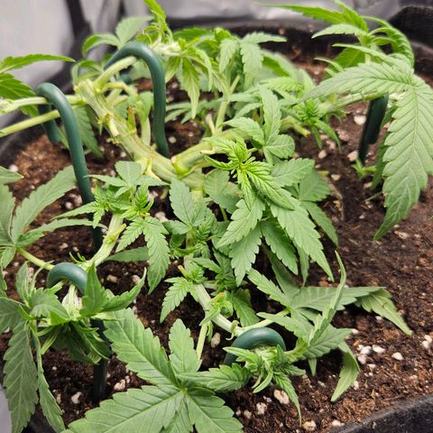 Deep Jealousy Auto growlog timeline photo