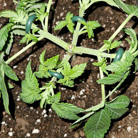 Strawberry Cola growlog timeline photo