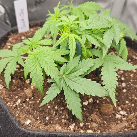 Quick One growlog timeline photo