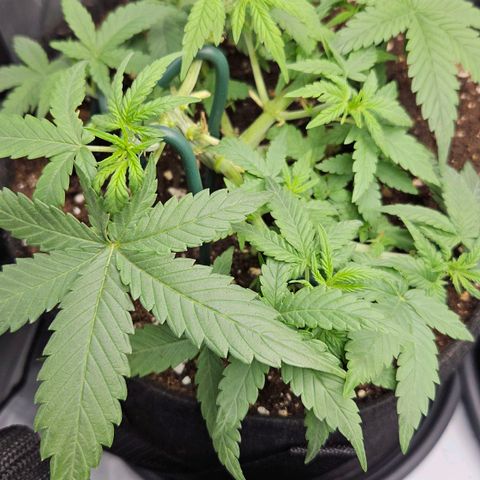 Deep Jealousy Auto growlog timeline photo