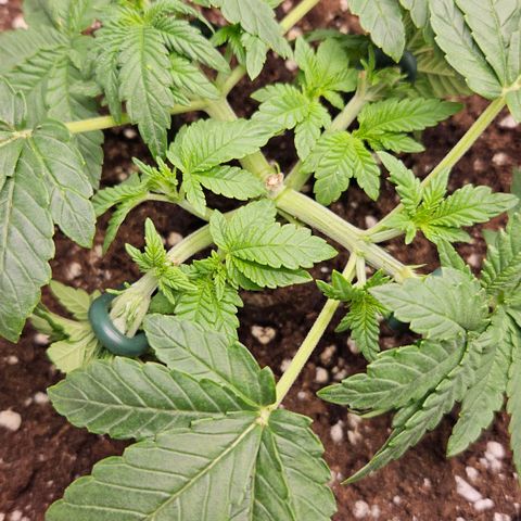 Strawberry Cola growlog timeline photo