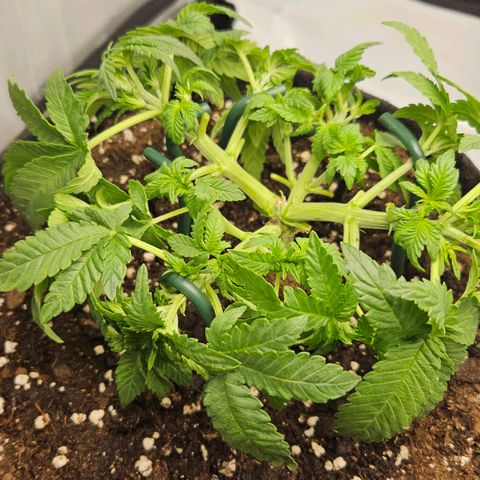 Strawberry Cola growlog timeline photo