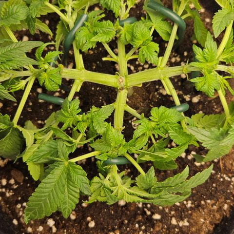 Strawberry Cola growlog timeline photo