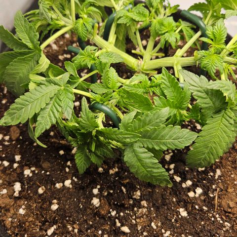 Strawberry Cola growlog timeline photo