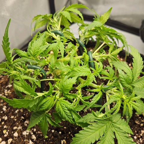 Quick One growlog timeline photo