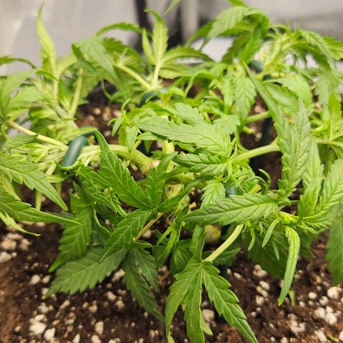 Quick One growlog timeline photo