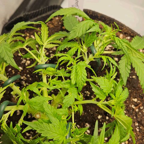 Quick One growlog timeline photo