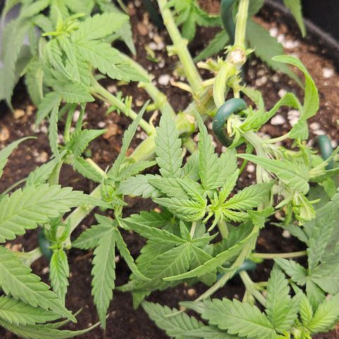Deep Jealousy Auto growlog timeline photo