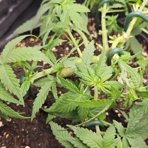 Deep Jealousy Auto growlog timeline photo