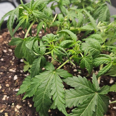 Quick One growlog timeline photo