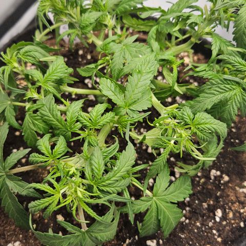 Quick One growlog timeline photo