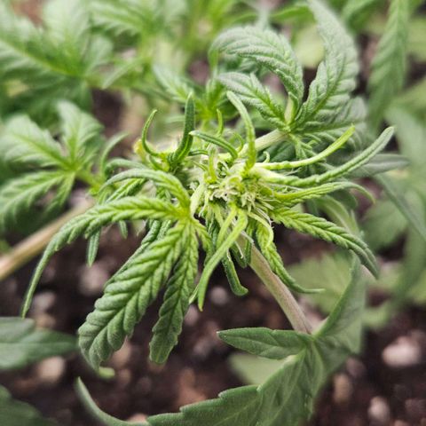 Quick One growlog timeline photo
