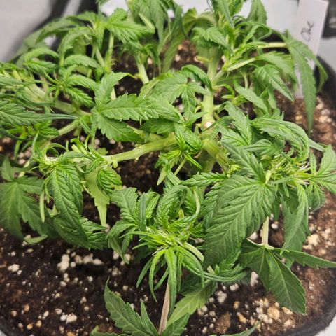Quick One growlog timeline photo