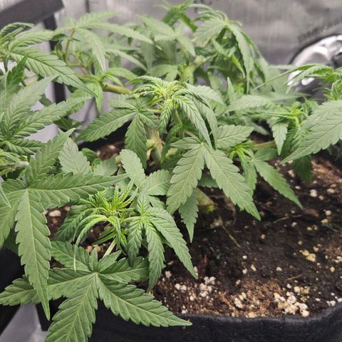 Deep Jealousy Auto growlog timeline photo