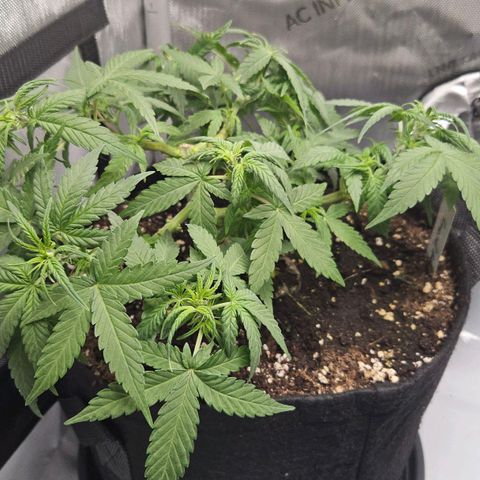 Deep Jealousy Auto growlog timeline photo