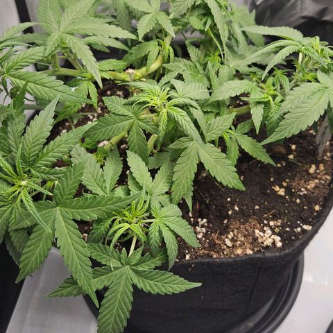 Deep Jealousy Auto growlog timeline photo