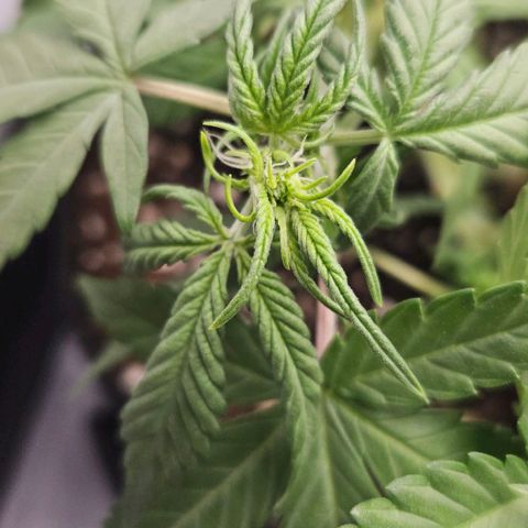 Deep Jealousy Auto growlog timeline photo