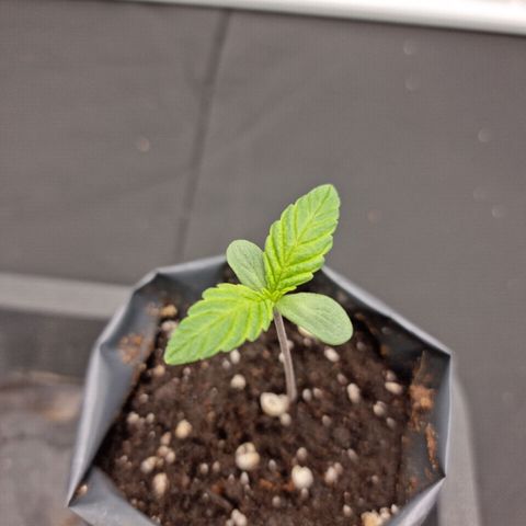 Chocobang growlog timeline photo