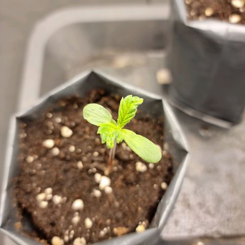 Sideral growlog timeline photo