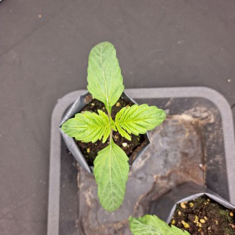 Chocobang growlog timeline photo