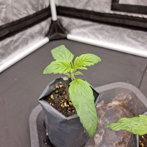 Chocobang growlog timeline photo