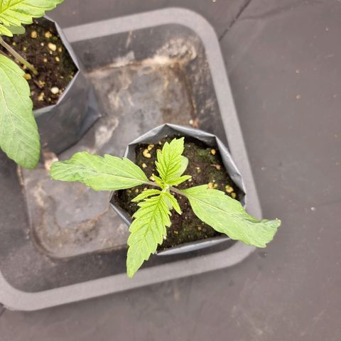 Sideral growlog timeline photo