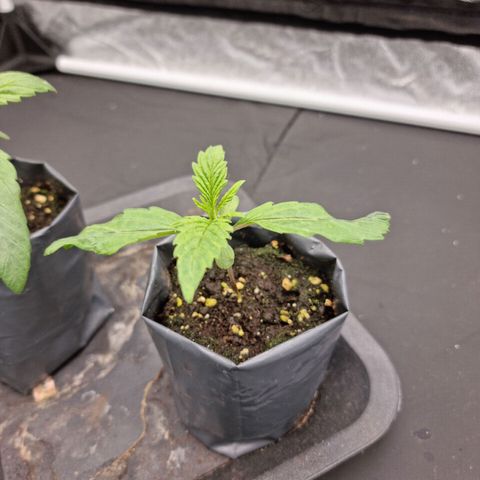 Sideral growlog timeline photo