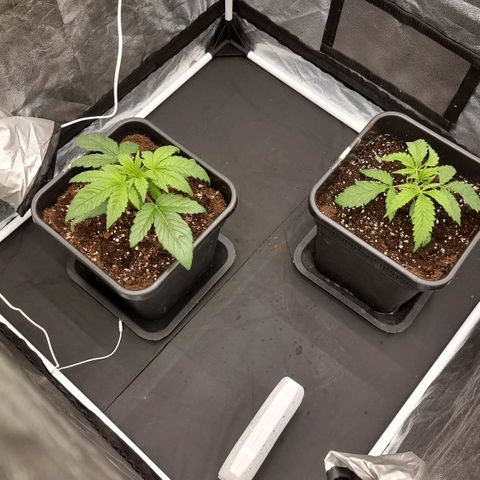 Sideral growlog photo: 3 am