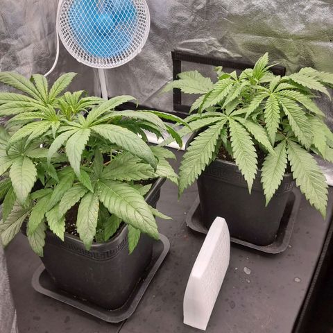 Sideral growlog photo: Chocobang & Sideral