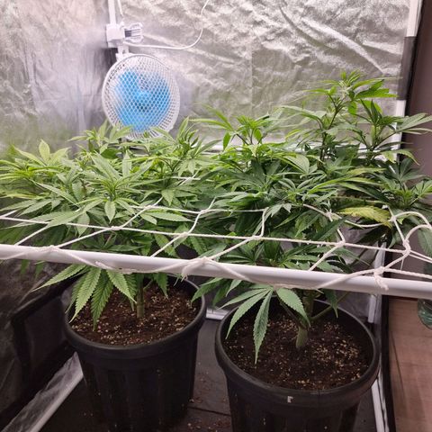 Sideral growlog timeline photo