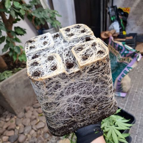 Sideral growlog photo: Transplate ambas plantas a maceta de 20L