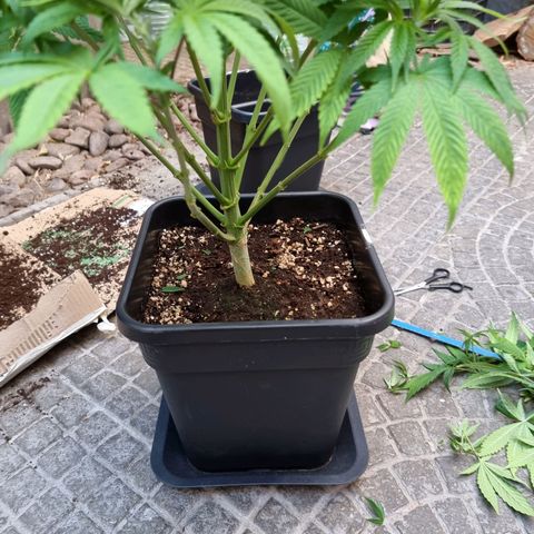 Sideral growlog photo: Transplate ambas plantas a maceta de 20L