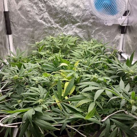 Sideral growlog photo: Semana 3